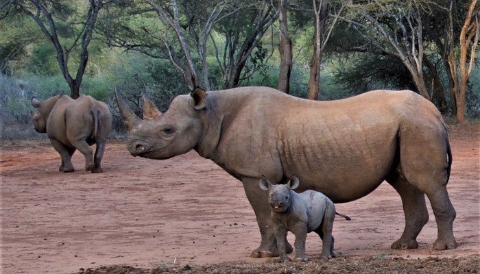 Featured image for Where can I see the Big Five in Tanzania?