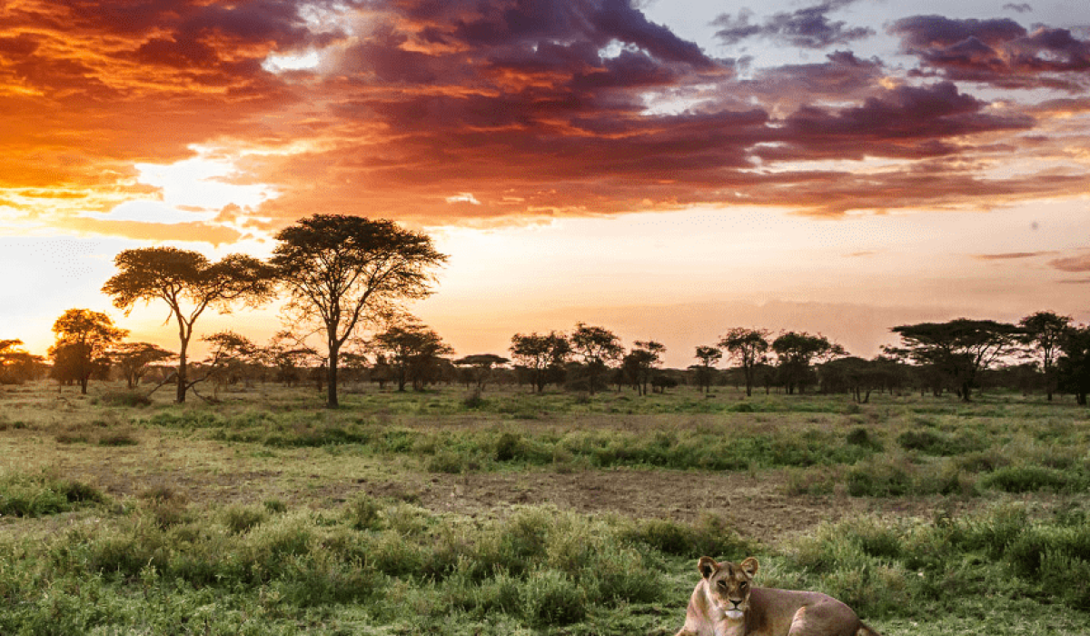 About Myexpectation Safaris