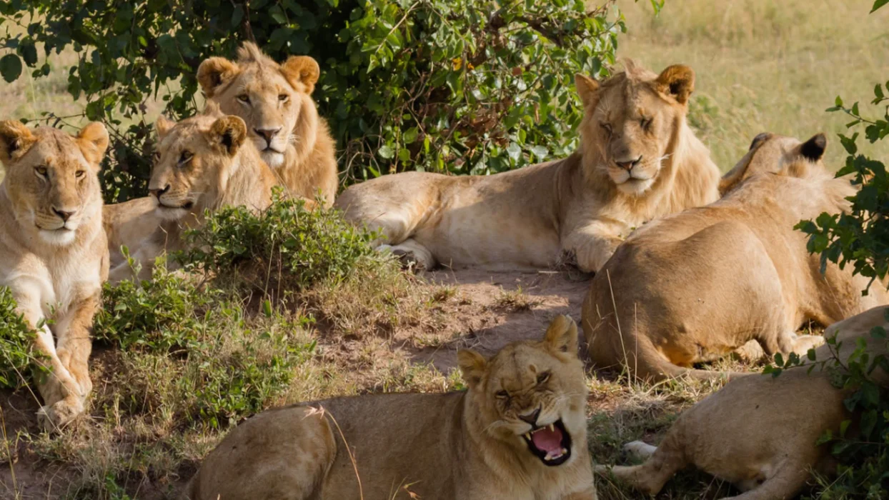 About Us Myexpectation safaris